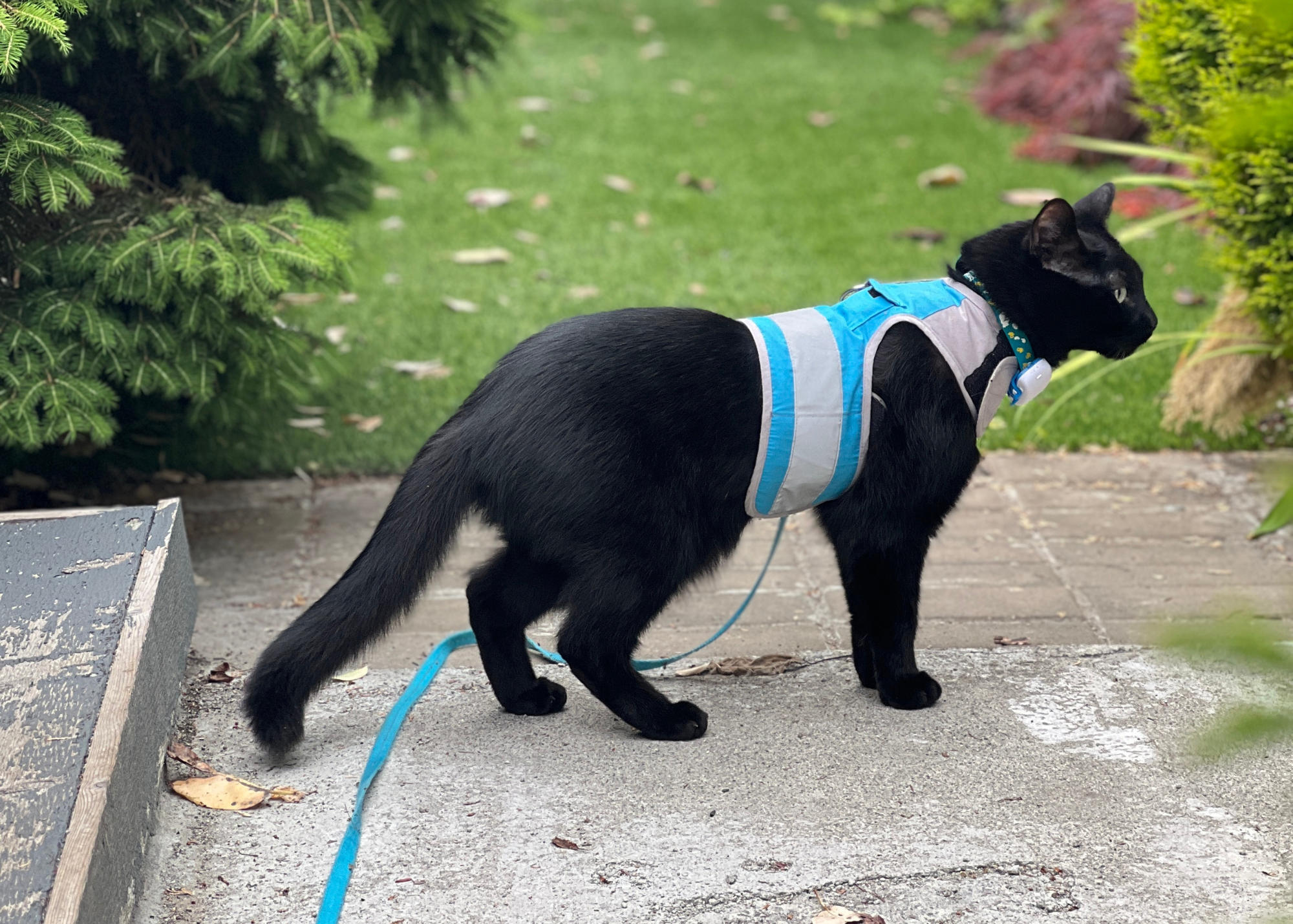 best cat harness - black cat wearing the Cat School walking jacket