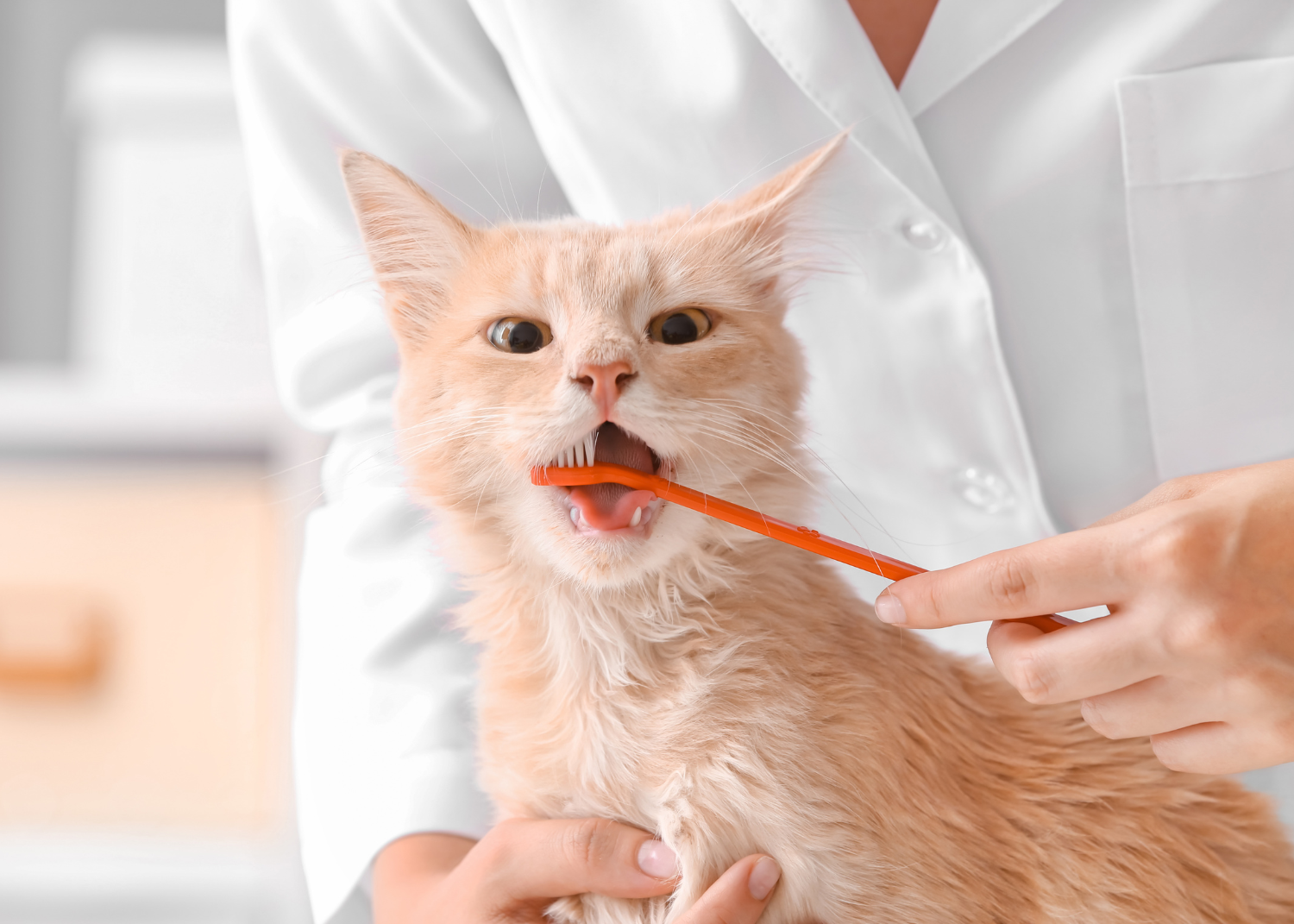 brushing a cat's teeth - orange tabby cat getting his teeth brushed