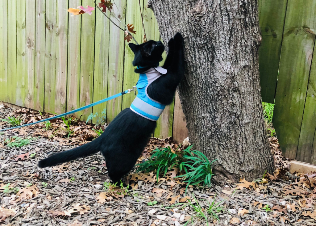 black cat wearing Cat School walking jacket scratching on tree