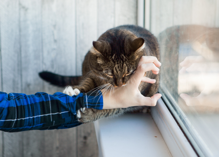 How to Stop a Cat Biting and Scratching Your Hand for Treats