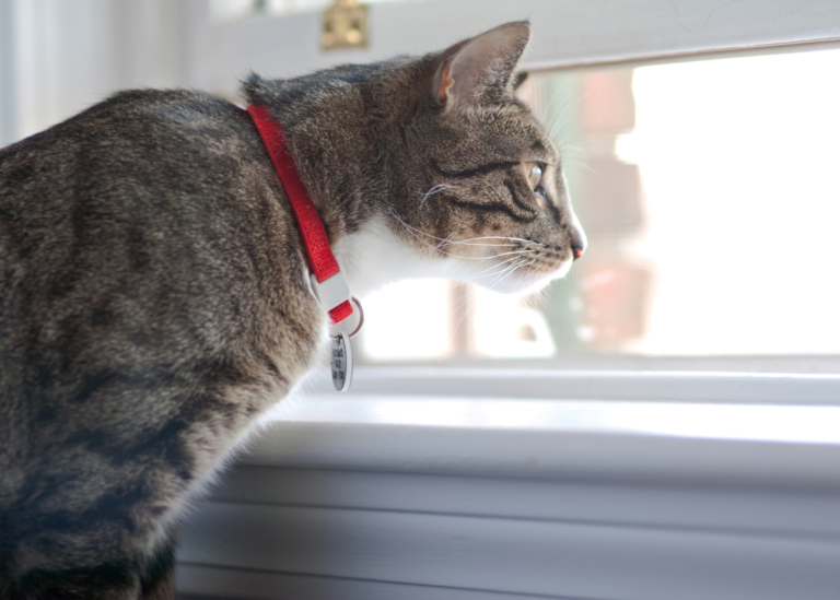Cat Collar Training: How and Why to Do It