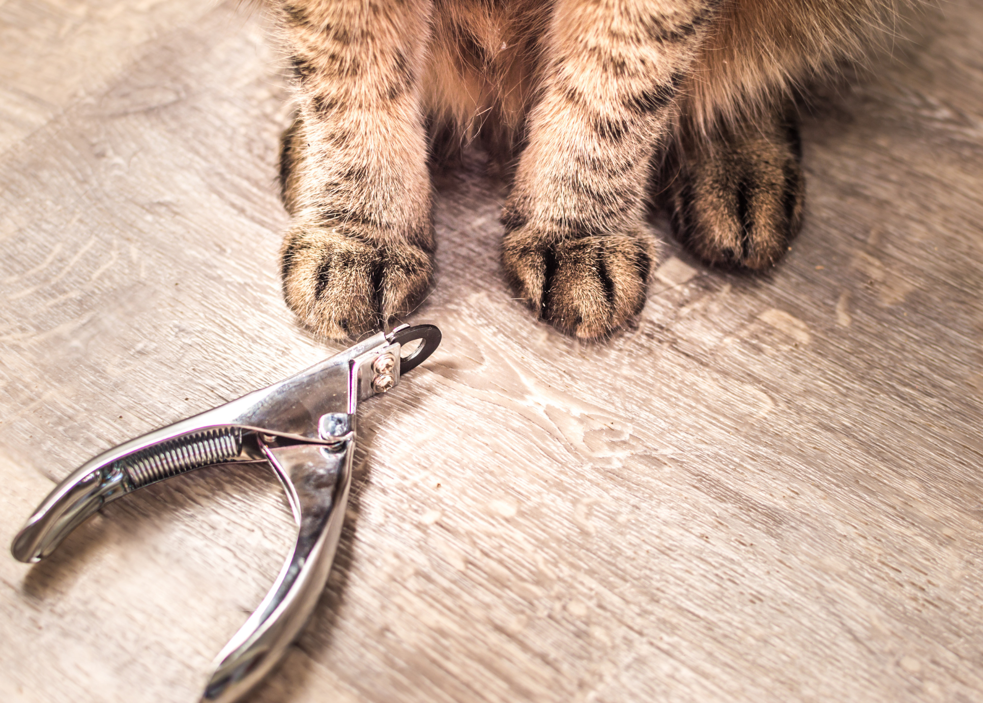 cat nail clippers beside cat paws