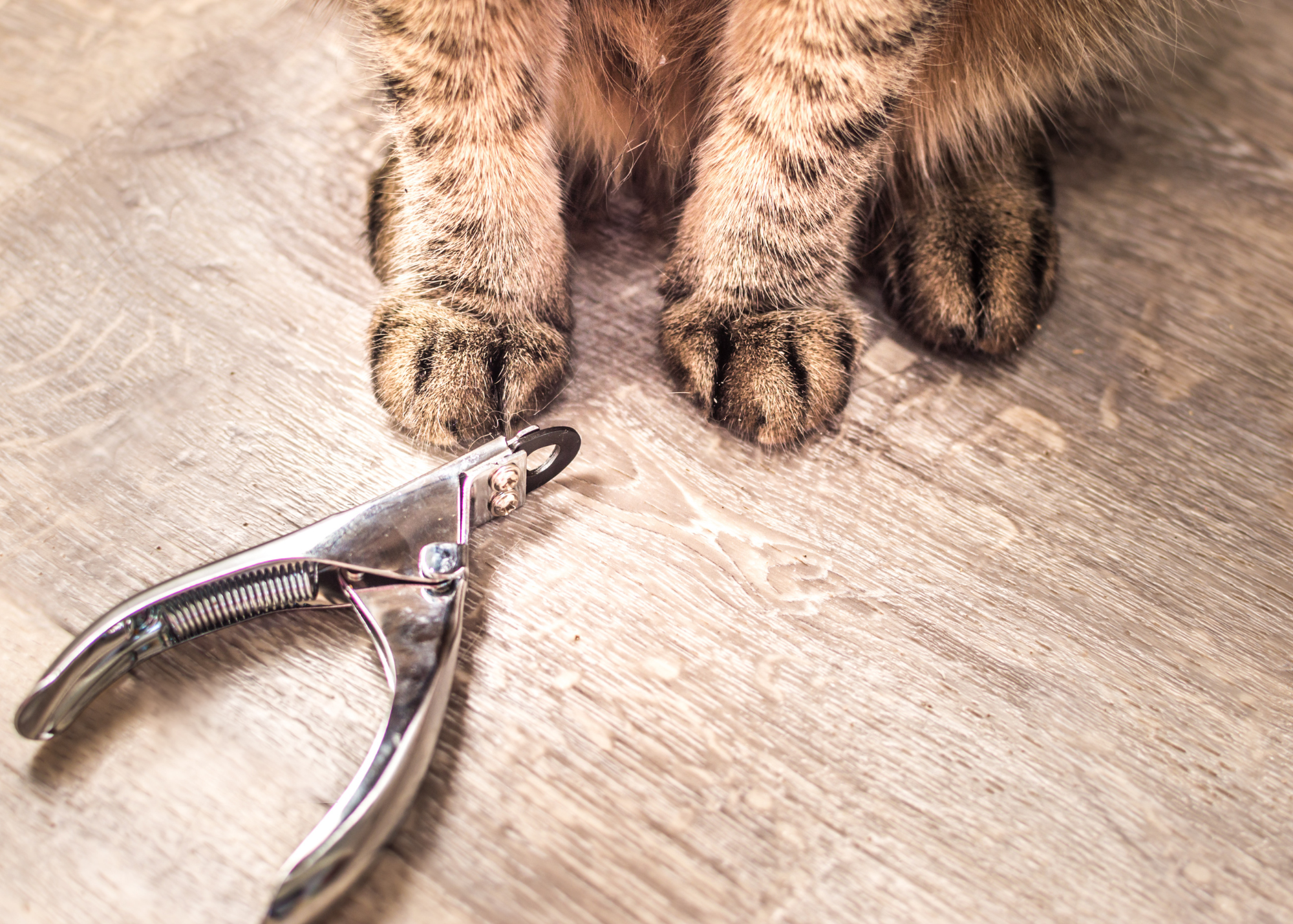 The Best Dog Nail Clippers For At-Home Grooming