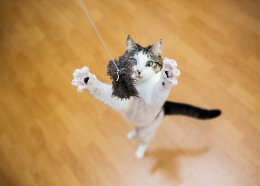 cat jumping up at wand toy