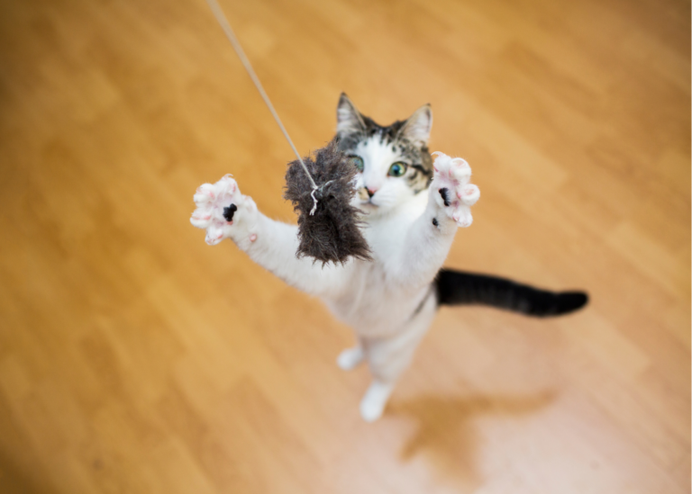 Enrichment For Cats: 13 Ways to Improve Their Lives