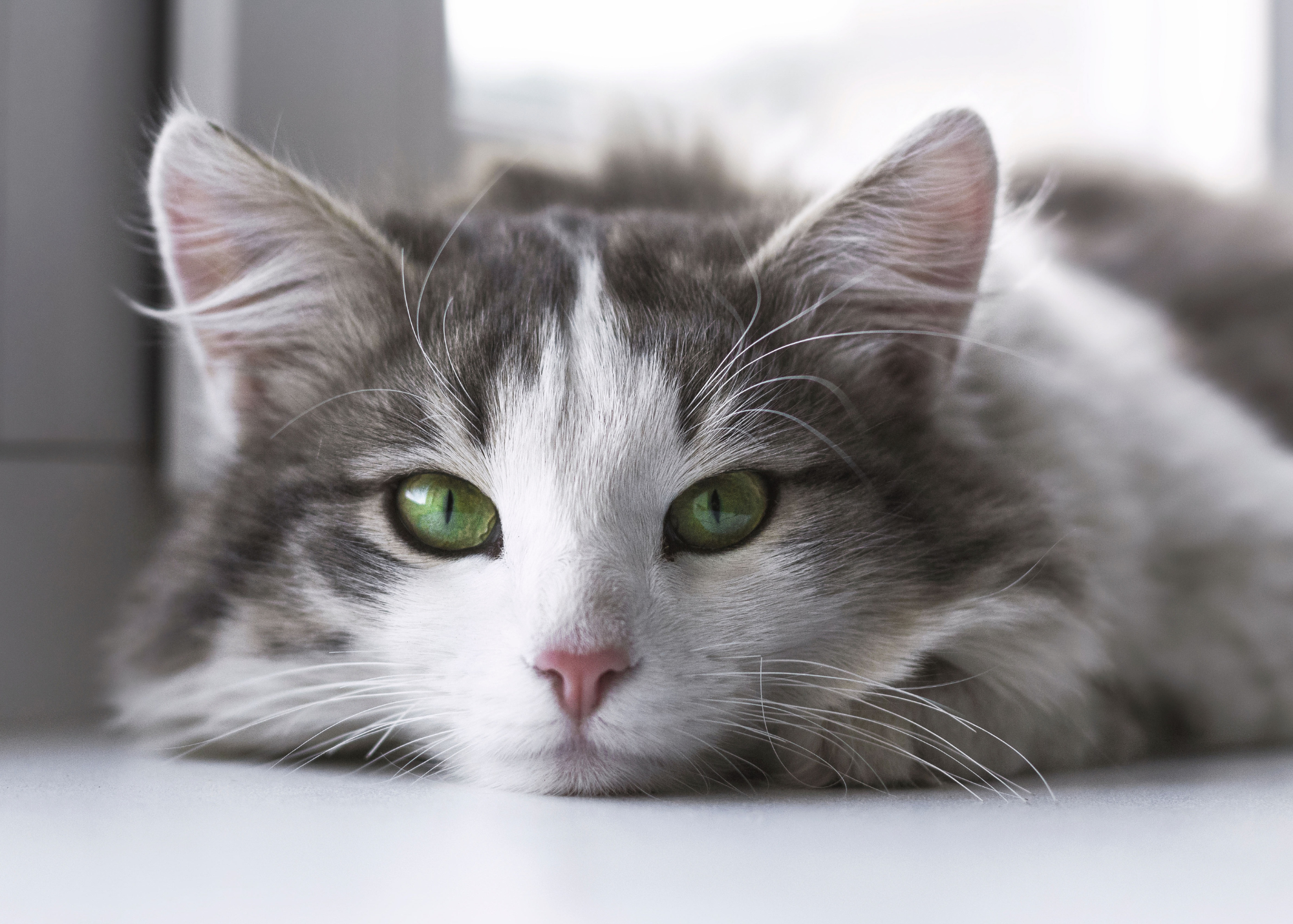 Gray and white cat laying on floor staring at camera