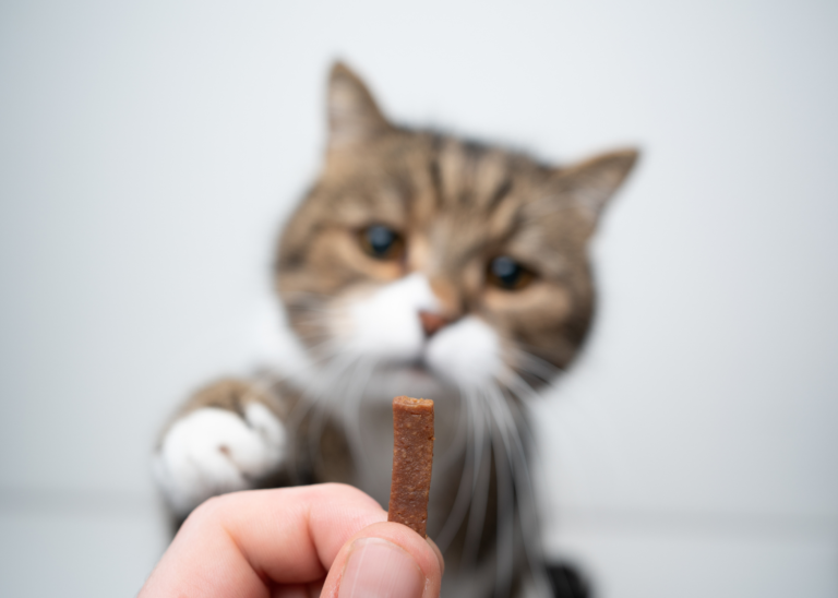 How Do I Train My Cat Without Treats?