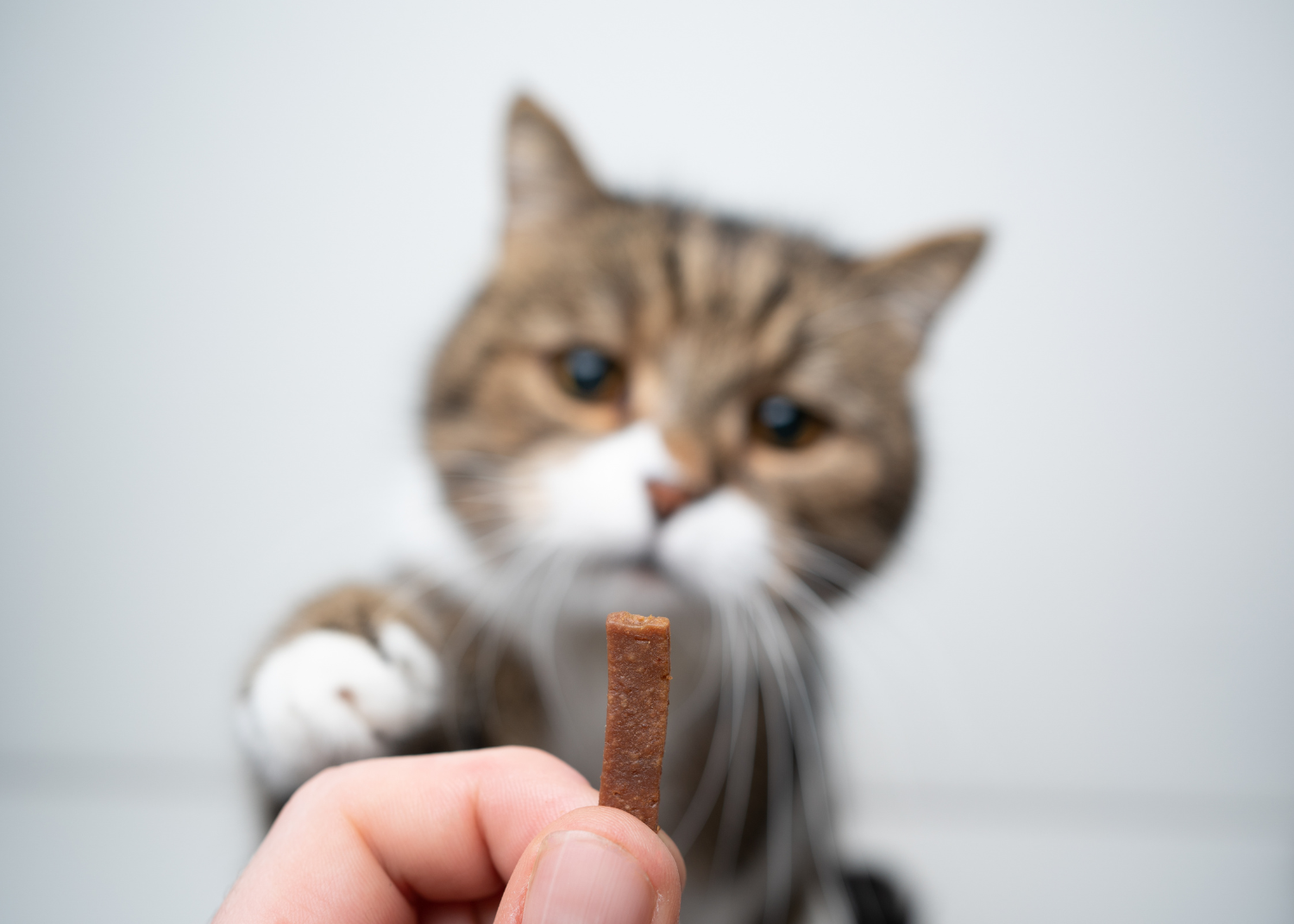 tabby cat staring at human's hand holding treat