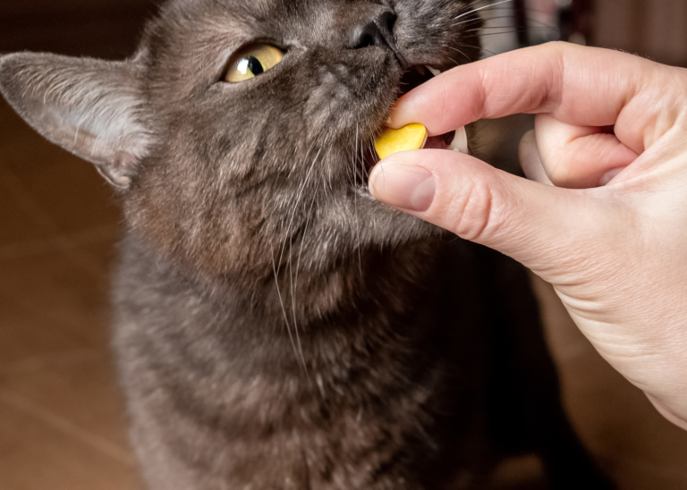 Help! My Cat Doesn’t Like Treats