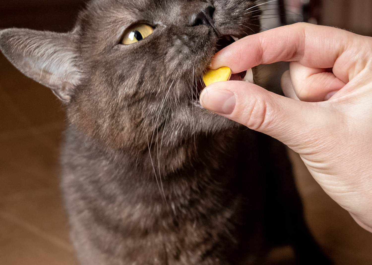 dark gray cat taking treat from human's hand