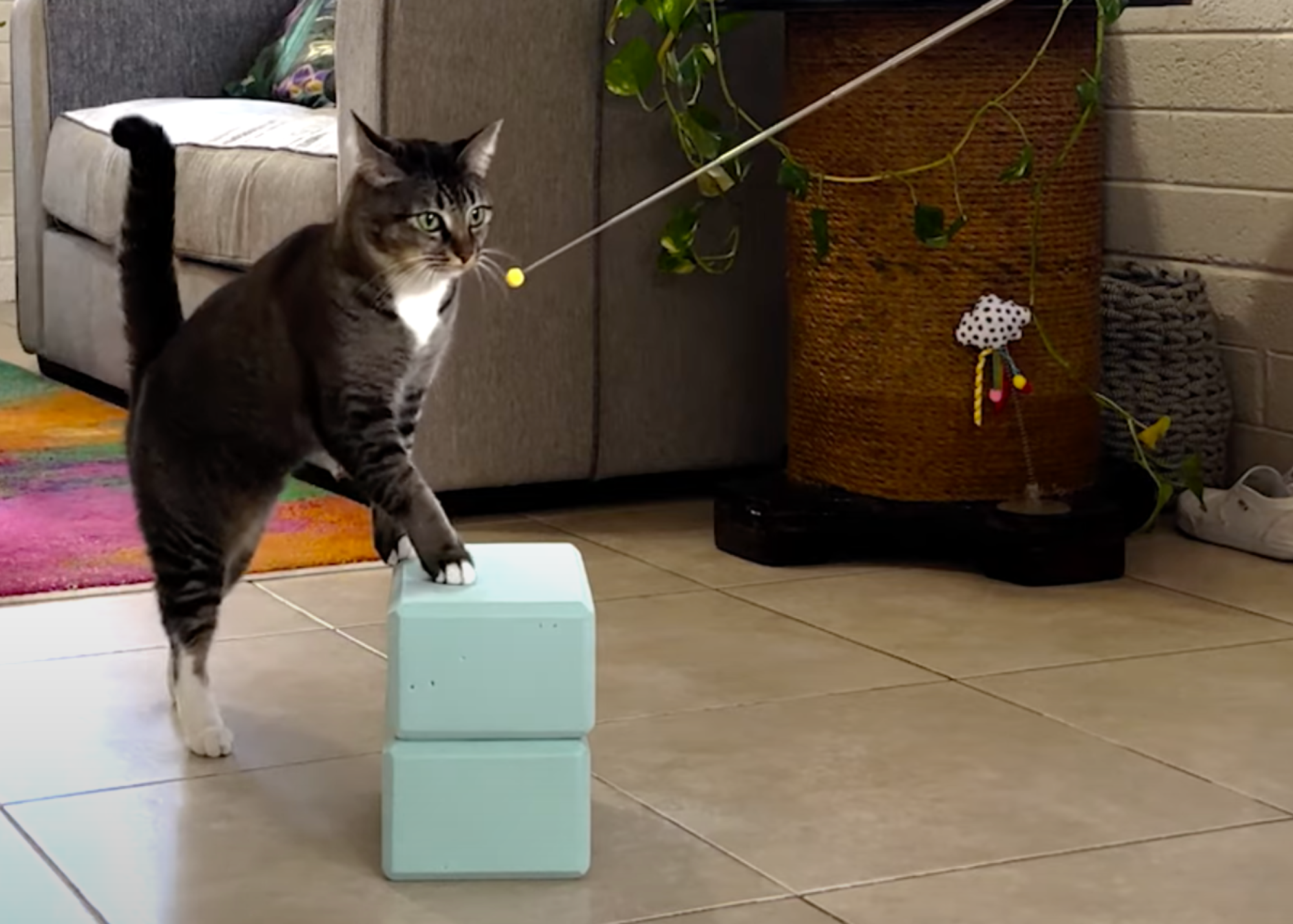 cat being led onto blocks with target stick - what is a target stick?