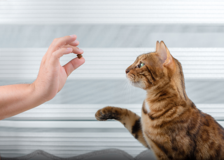 Clicker Training Cats: All Your Questions Answered