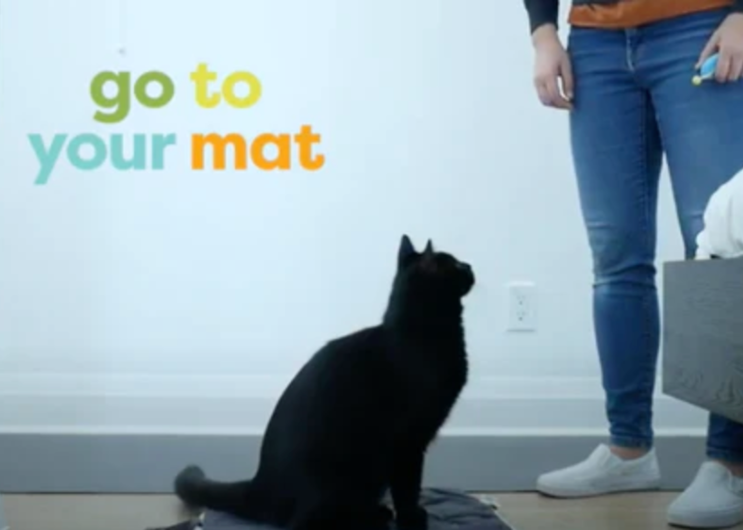 train your cat to go to a mat - black cat sitting on a mat