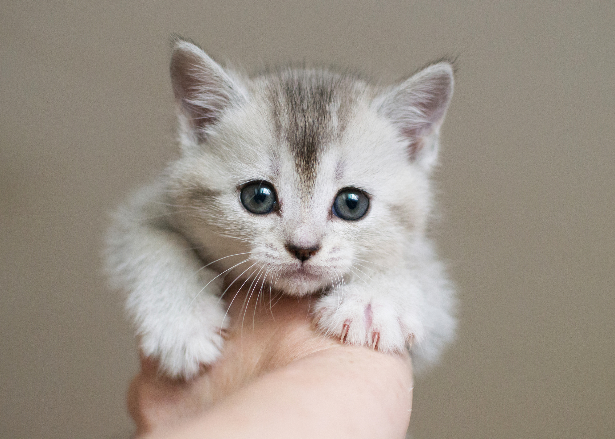 close up of white/gray kitten's face