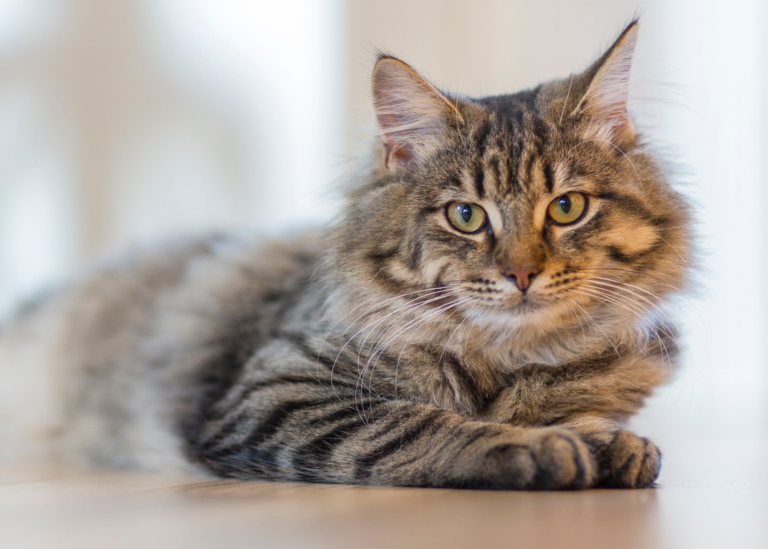 5 Tricks to Teach Your Cat: Cat Training Basics