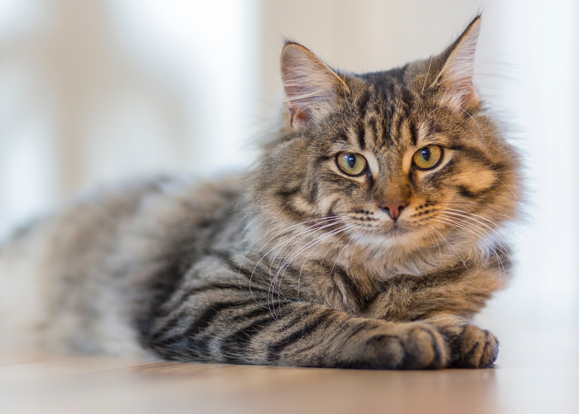 long haired tabby cat