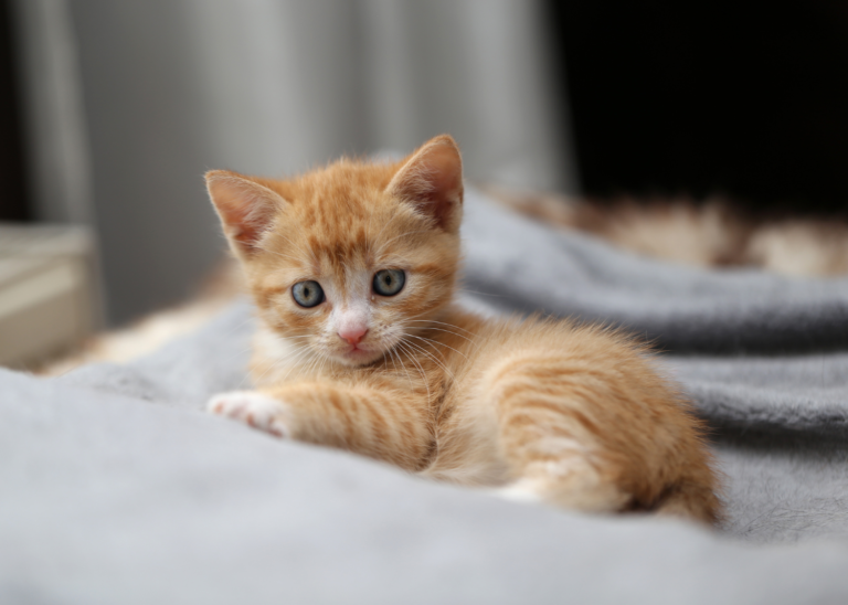 Is Training a Kitten Possible?