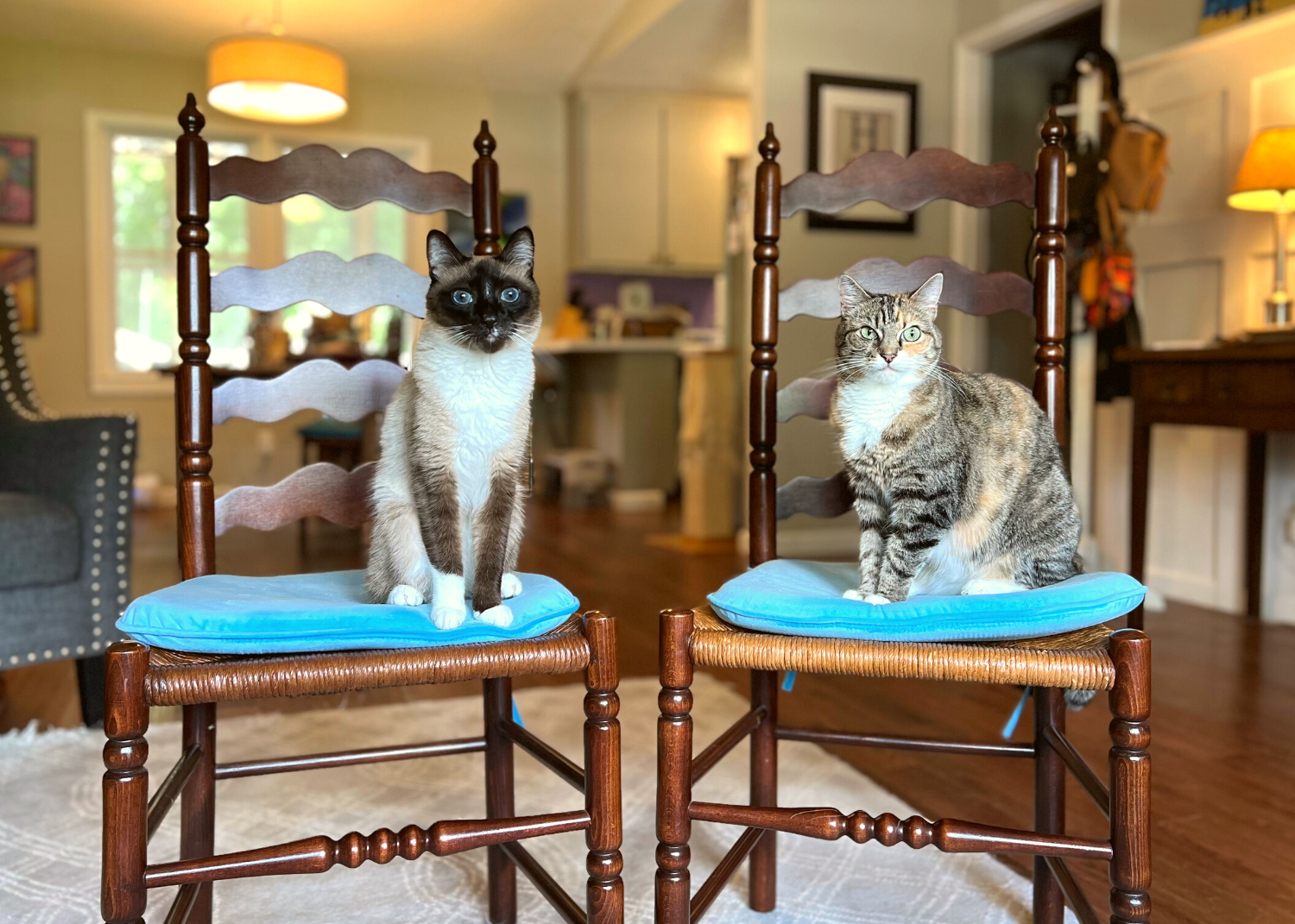 two cats sitting and staying in their respective chairs while training