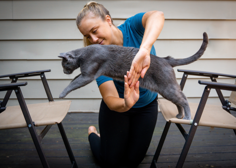 How to Train a Cat: The Ultimate Cat Training Guide